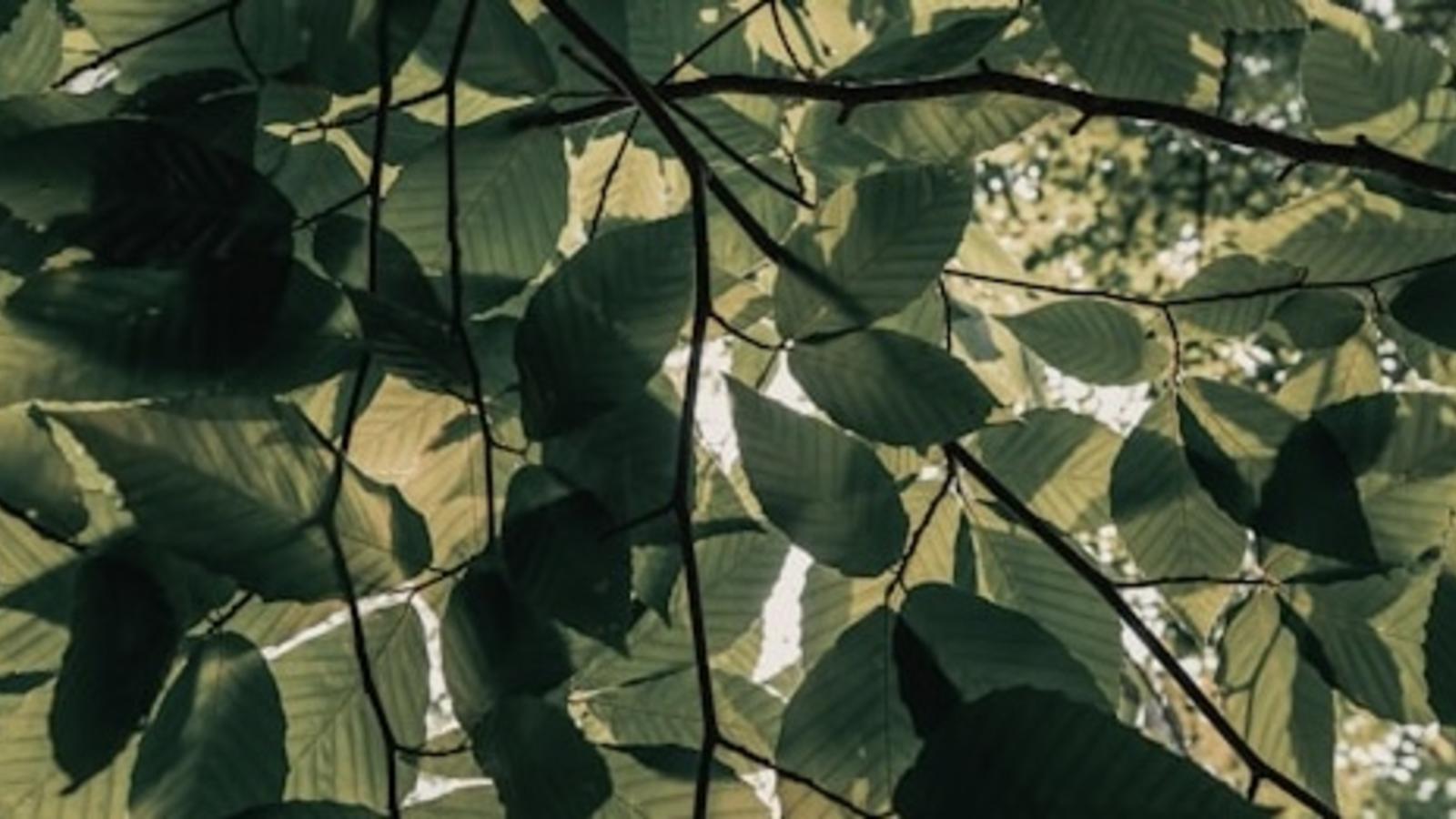 Image of leaves from below with light shining through from below